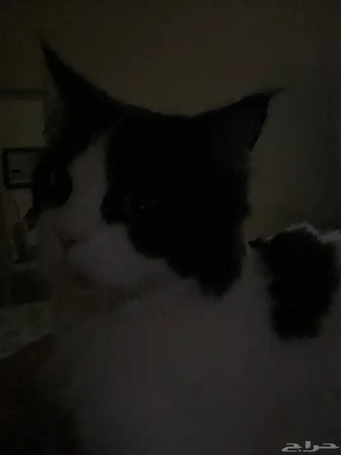 قط ذكر معقم ( للتبني ) 3