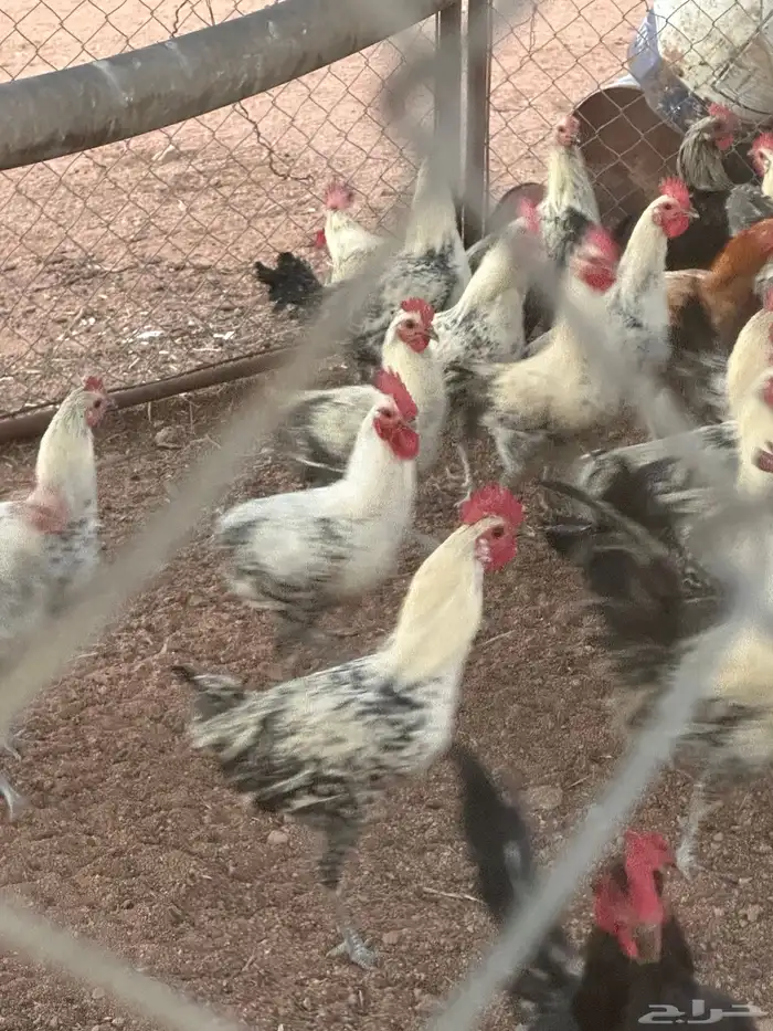 ديوك فيومي 2