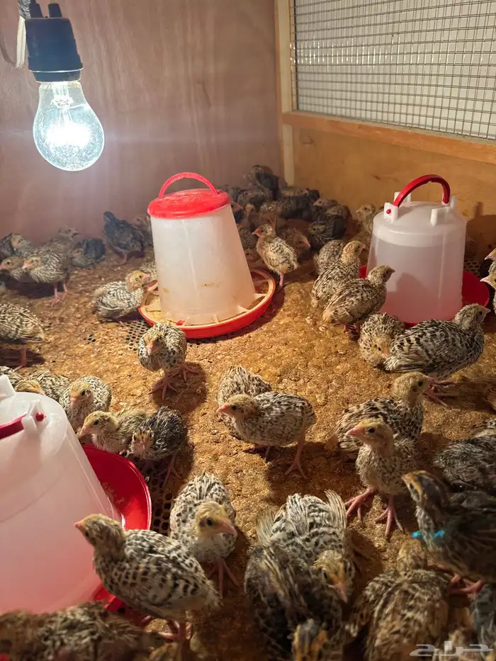 صيصان سمان 0