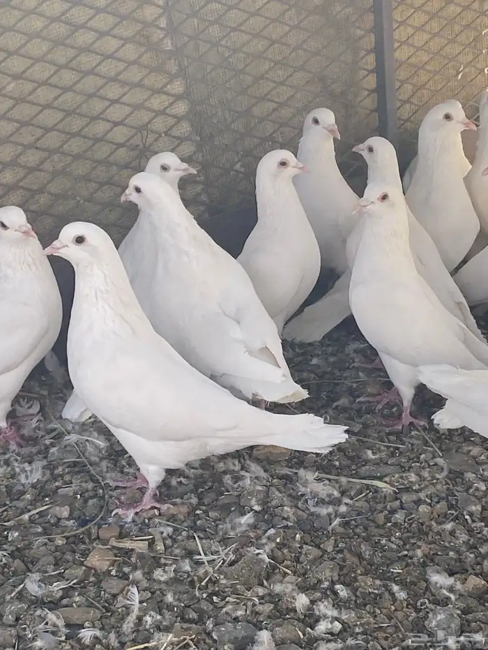 حمام فرنسي سوبر جانبو 30