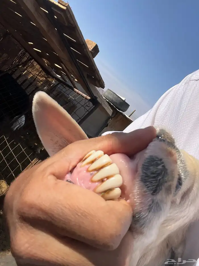 طلي نجدي صنف ومشروط 5