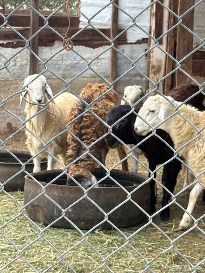 4 طليان للبيع شحم ولحم 1