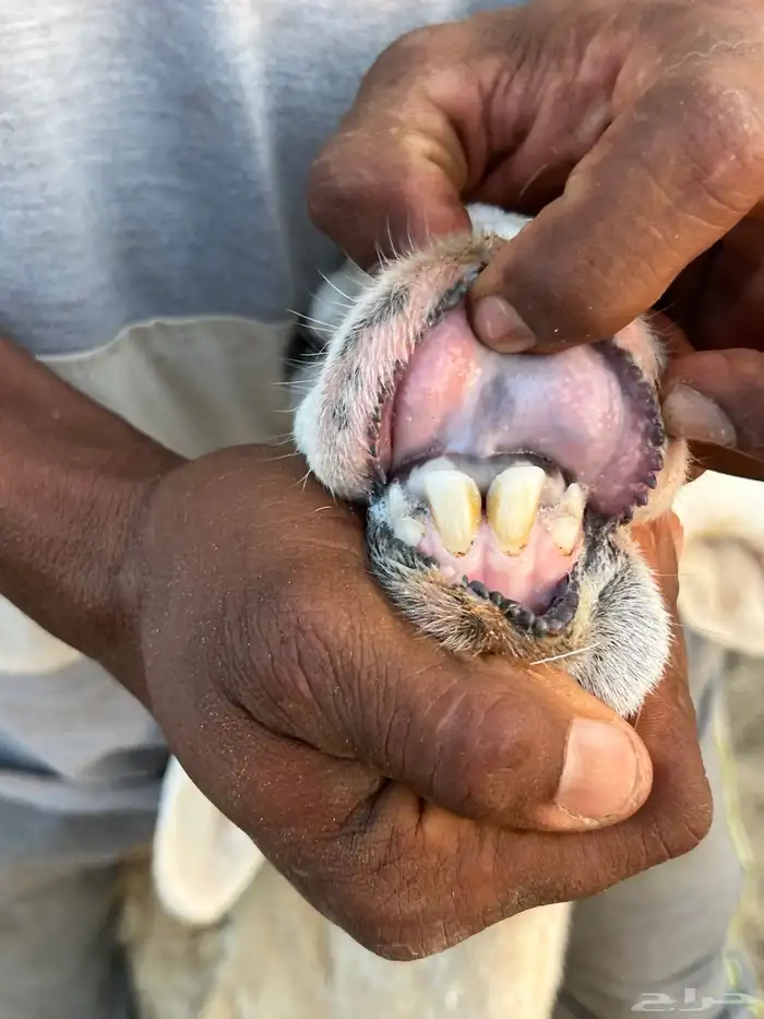 2 ولد رخل ثنية ونعجه 2