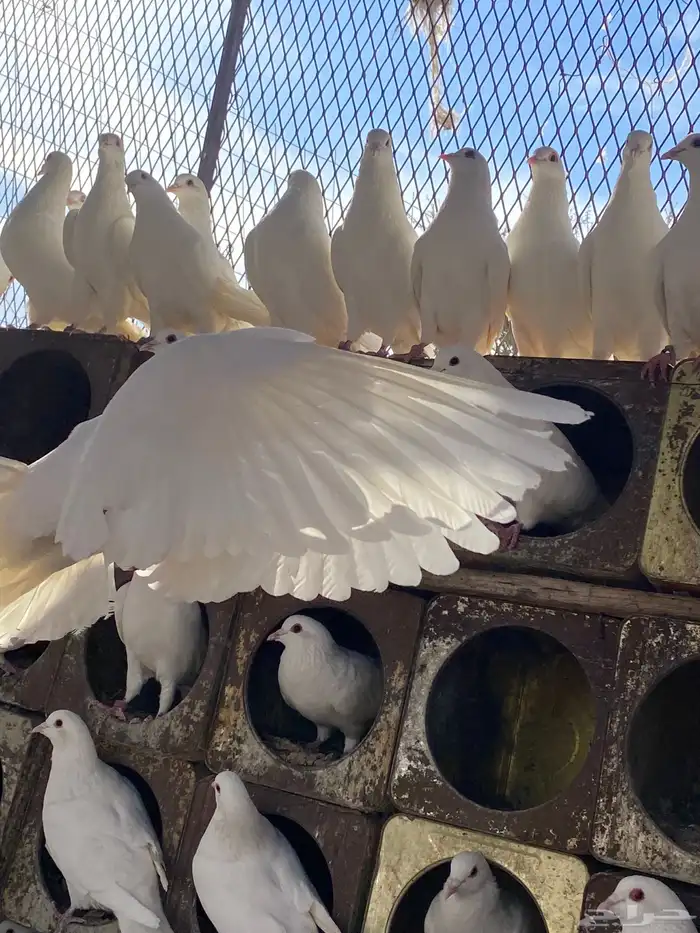 حمام فرنسي سوبر جانبو 19