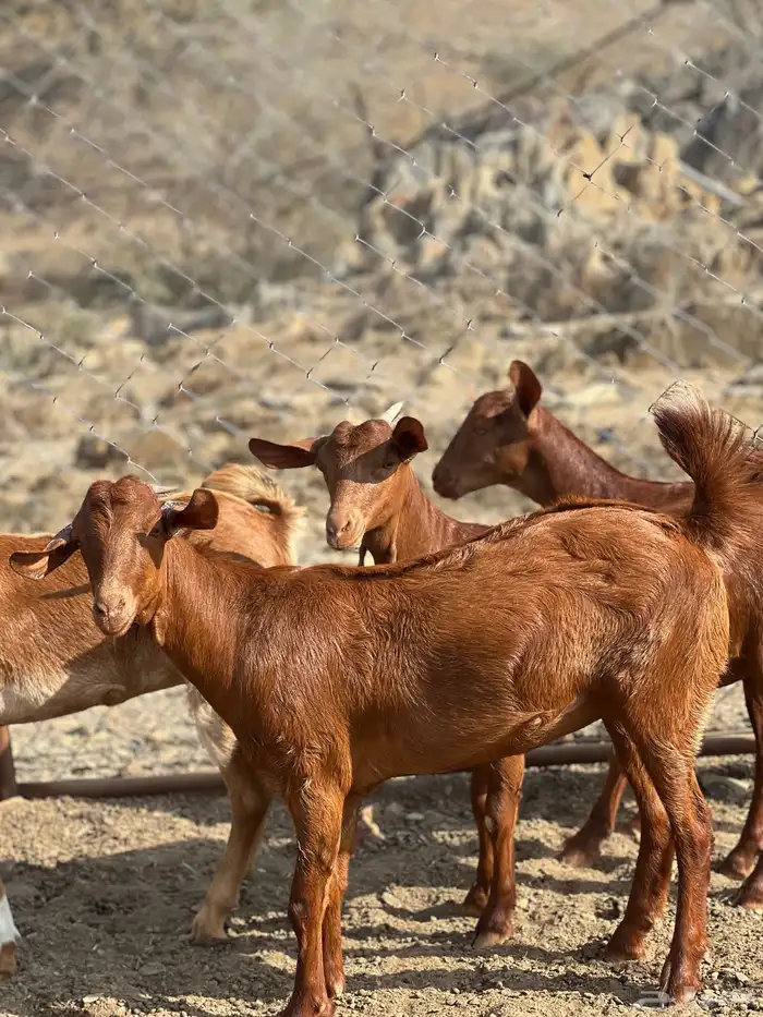 جفار دهم تأسيس مراح 4