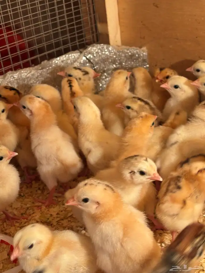 صوص بلدي فواتح 0