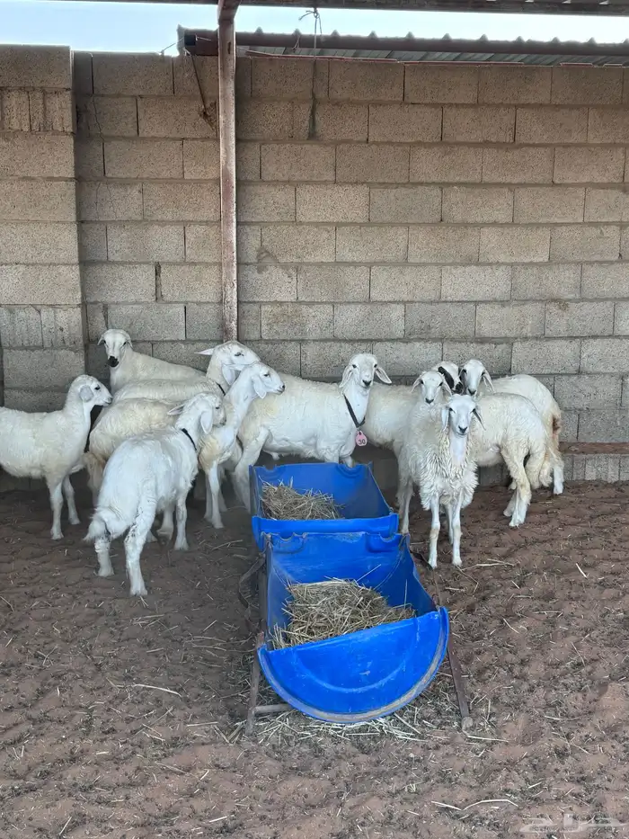 ذبايح حريات طيبات 4