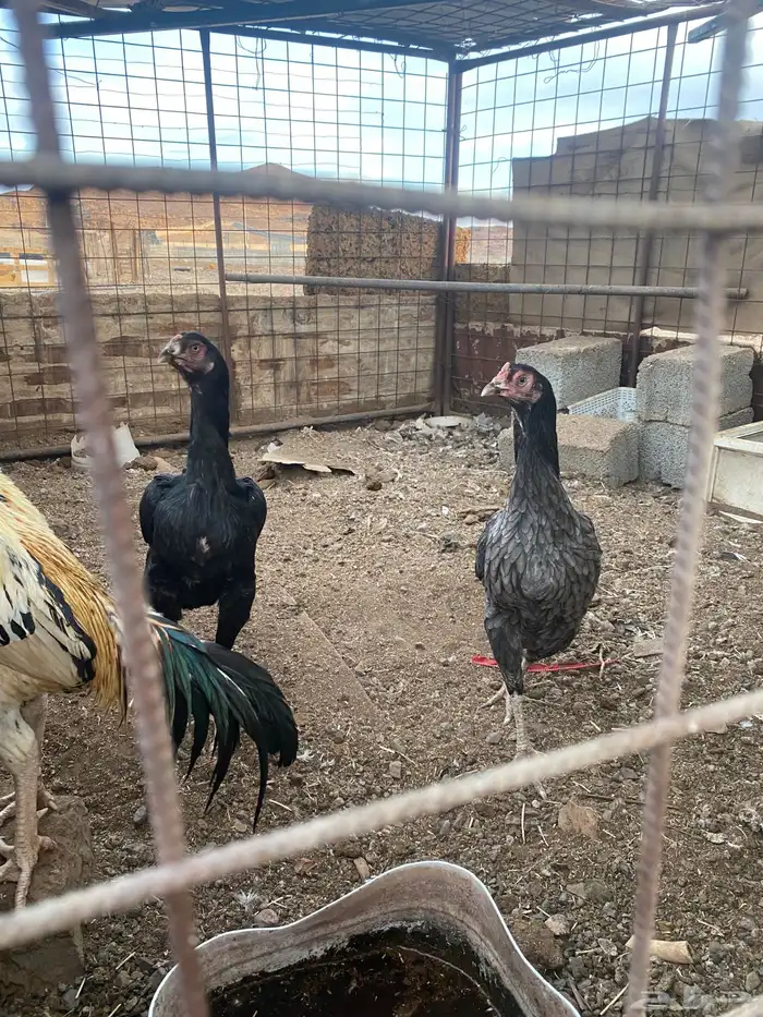 دجاج باكستاني 3