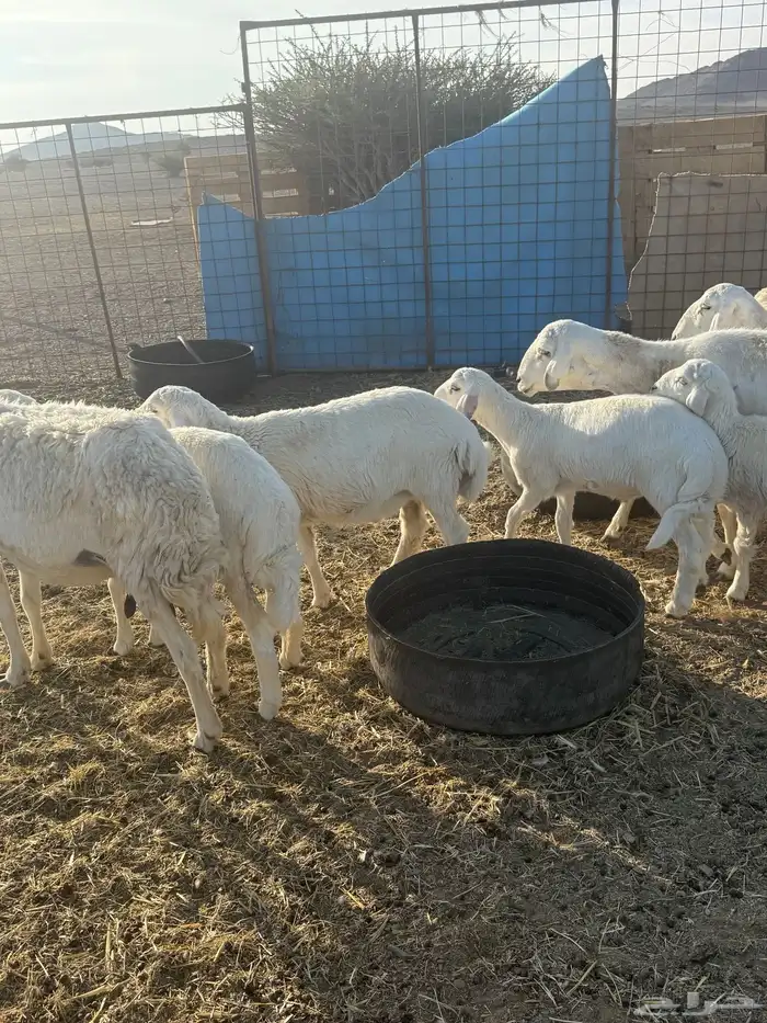 للبيع ضان ولد 5 تحتها 5 7