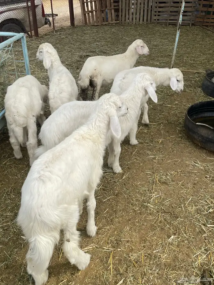 بهم حري بهم دواغير 5