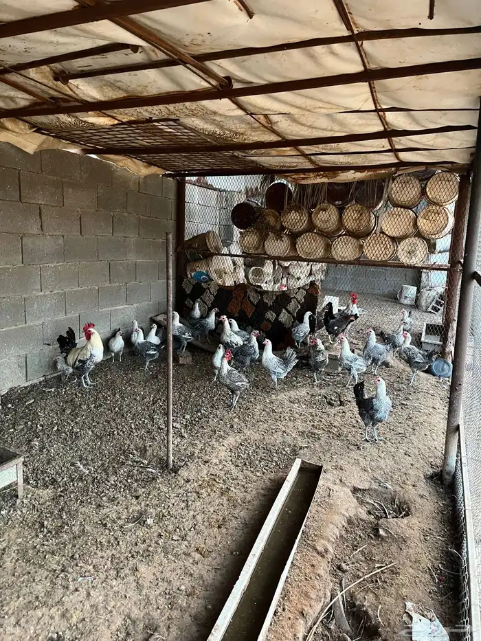 دجاج فيومي 0