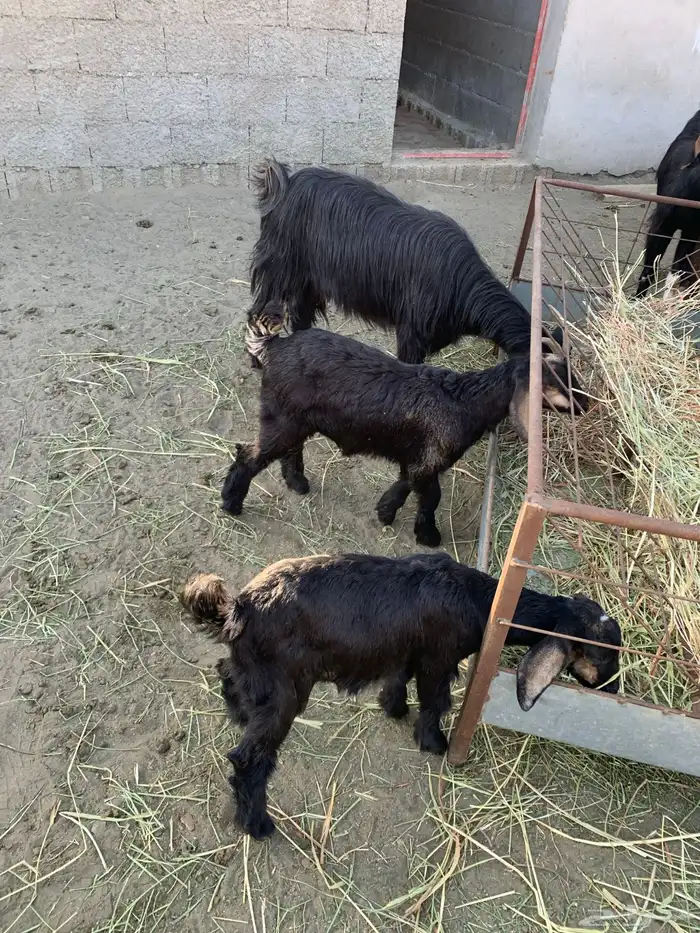 عنزين يتبعها 3 1