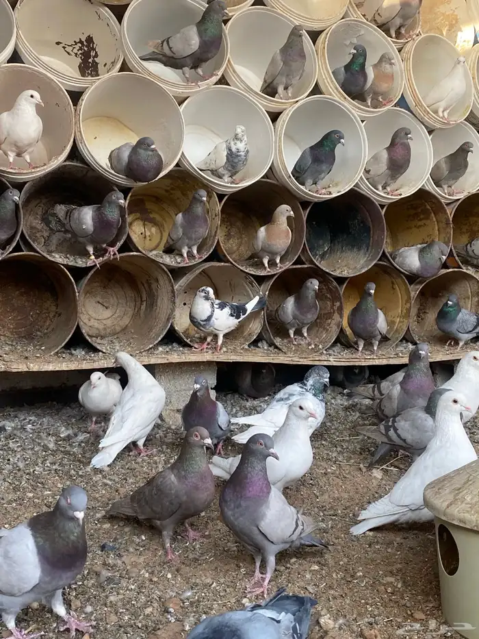 حمام متزاوج فرنسي سلفر 5