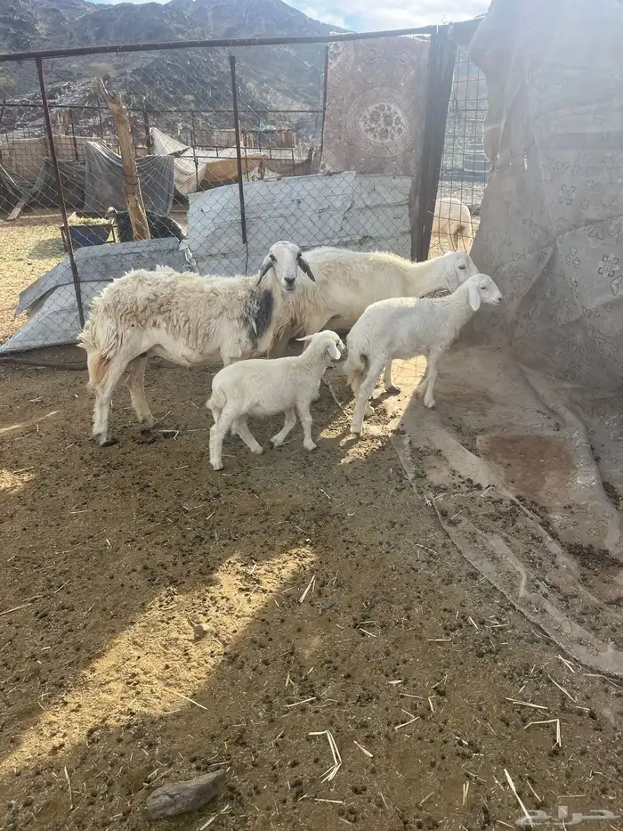 للبيع ضان ولد 12