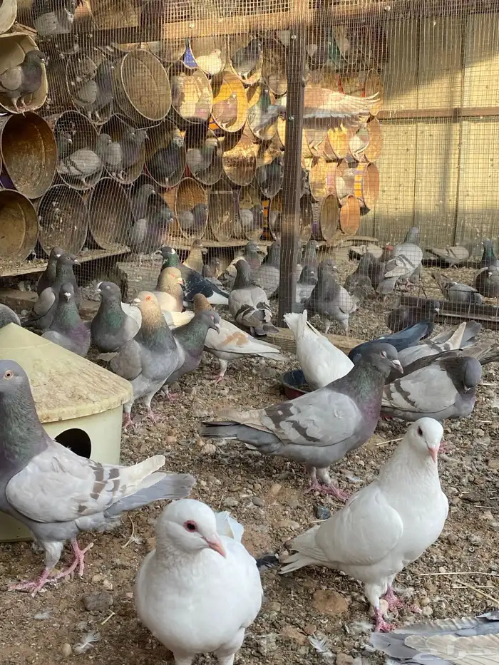 حمام متزاوج فرنسي سلفر 4