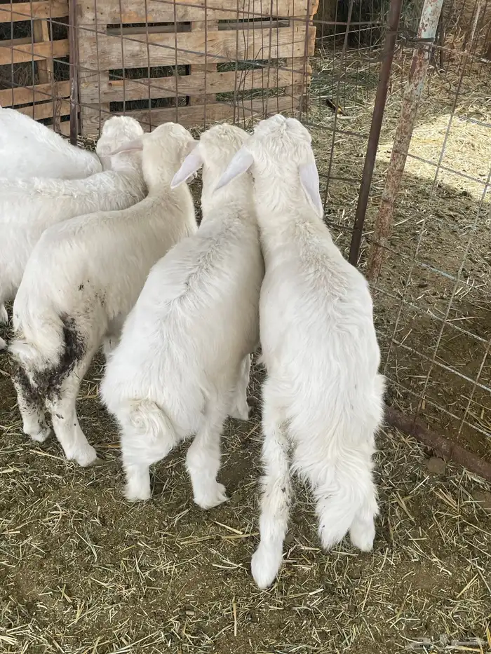 بهم حري بهم دواغير 11