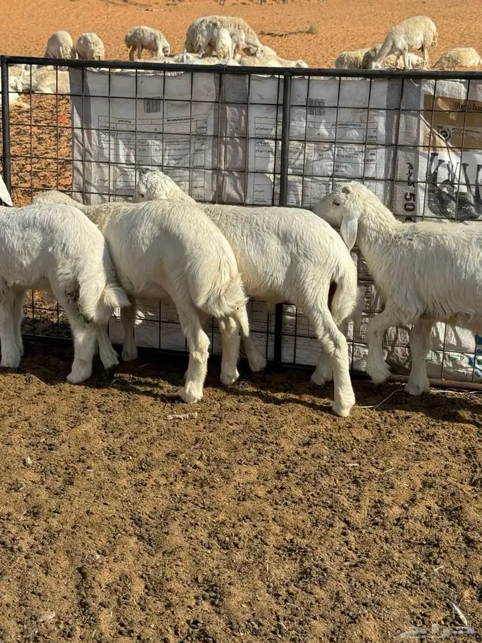 خرفان حريه للبيع 3