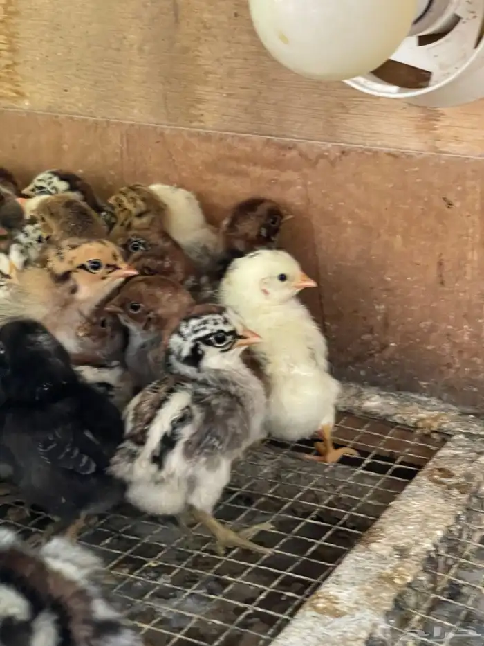 صوص بلدي فيومي شبابي احجام 1