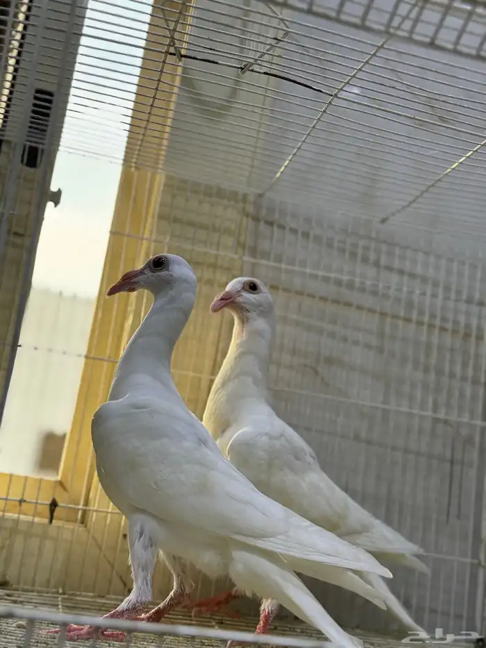 طبات كارير ابيض 3