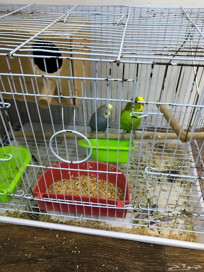 دجاج بلش الون اسود 1