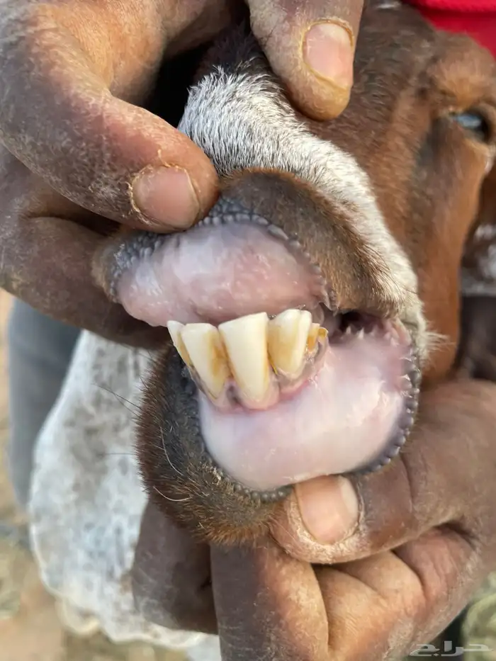 للبيع عنز متبع بطلي ورخل 1