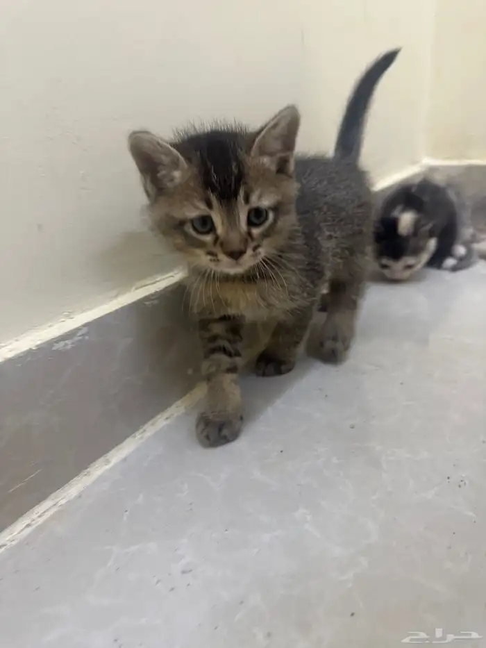 قطط للتبني  كتن 2