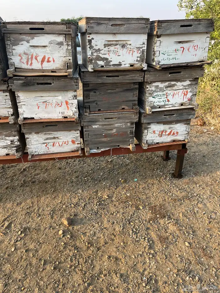 خلايا نحل افرنجي 4