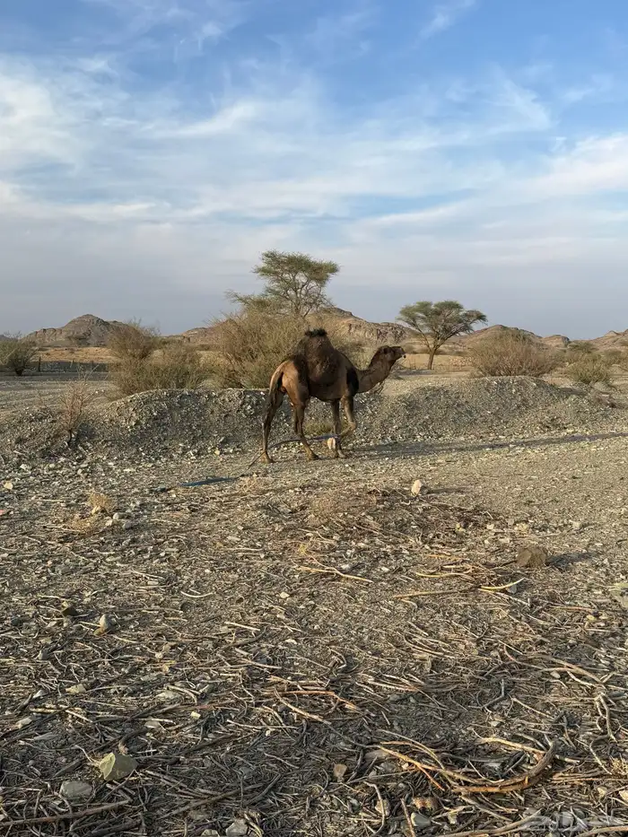 للبيع بعير حمر جرم كايف ضراب وعشار 33