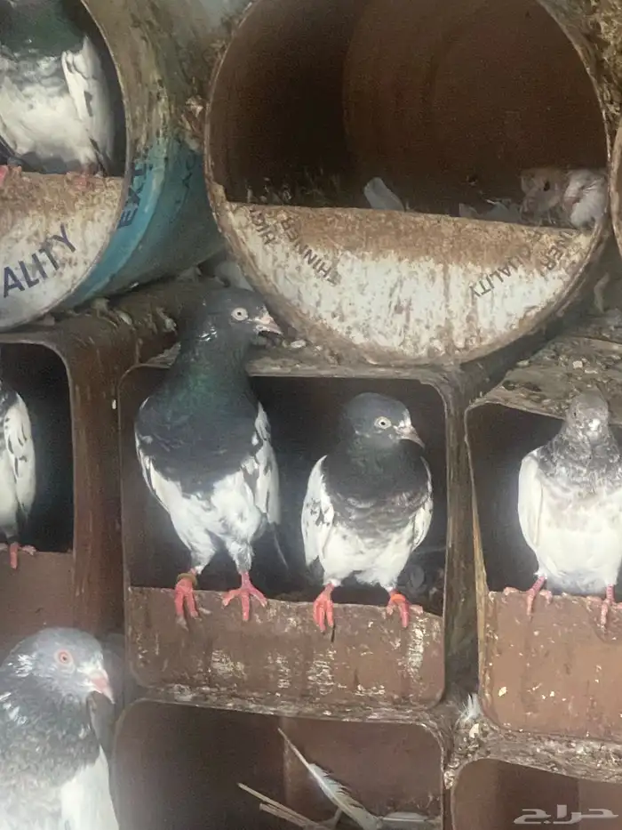 35 زوج حمام باكستاني 1