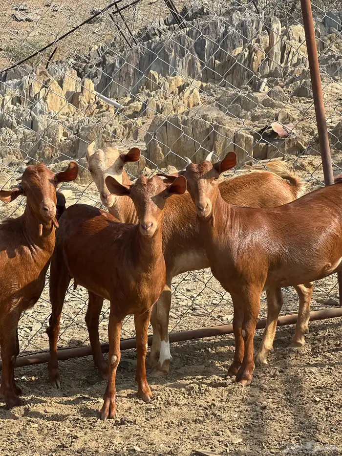 جفار دهم تأسيس مراح 0