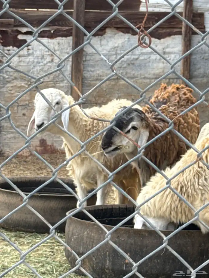 4 طليان للبيع شحم ولحم 2