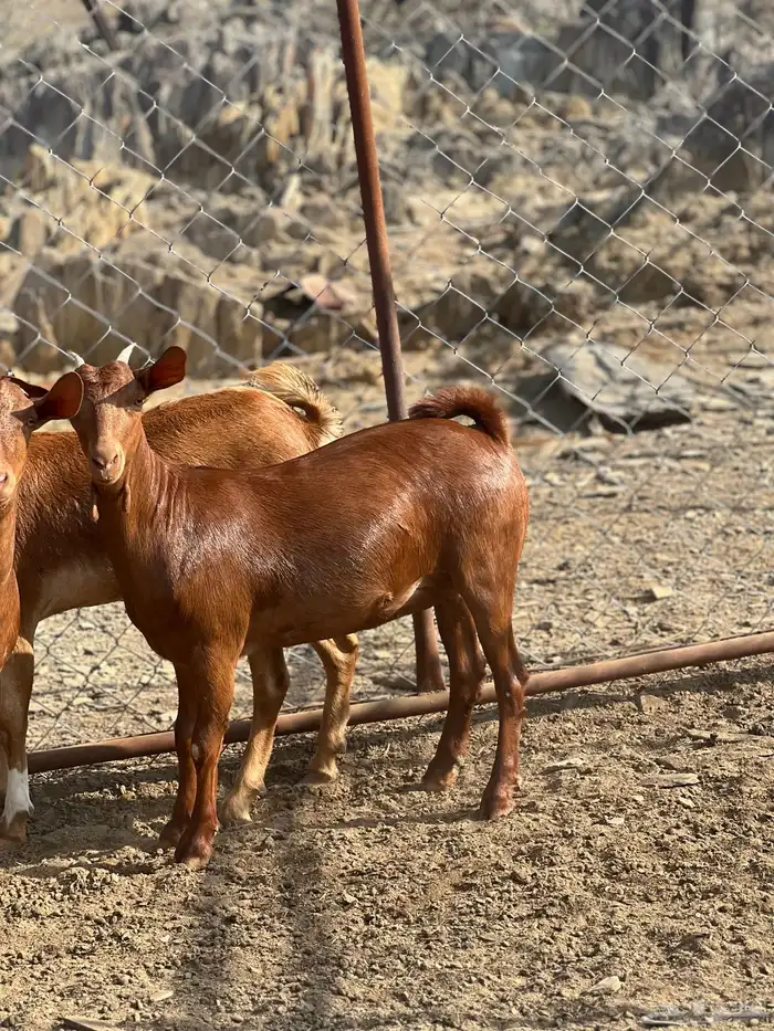 جفار دهم تأسيس مراح 3