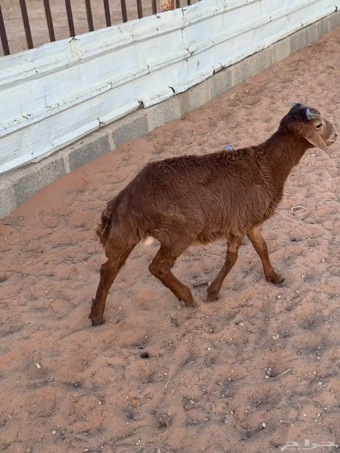 رفيدي خروف 2