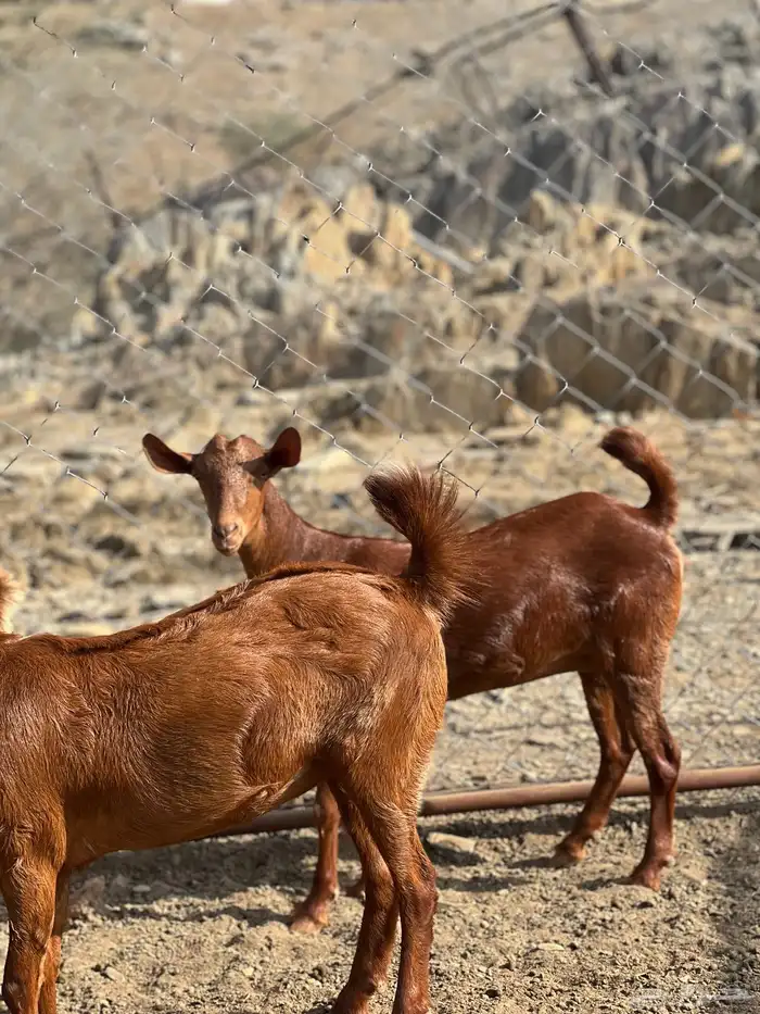 جفار دهم تأسيس مراح 2