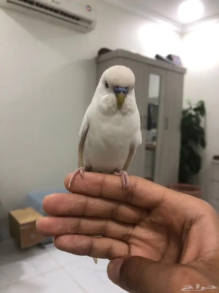 جوز بادجي للبيع 6