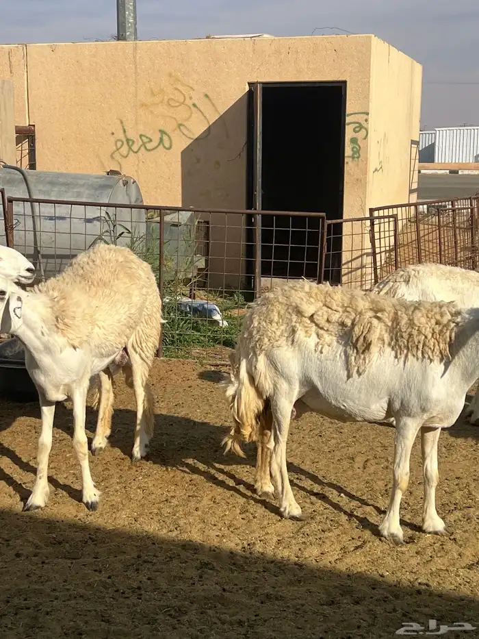 حريات صنف الصنف مراح متعوب عليه 2