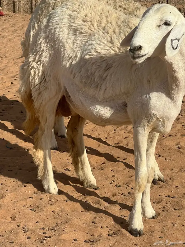 حريات صنف الصنف مراح متعوب عليه 30