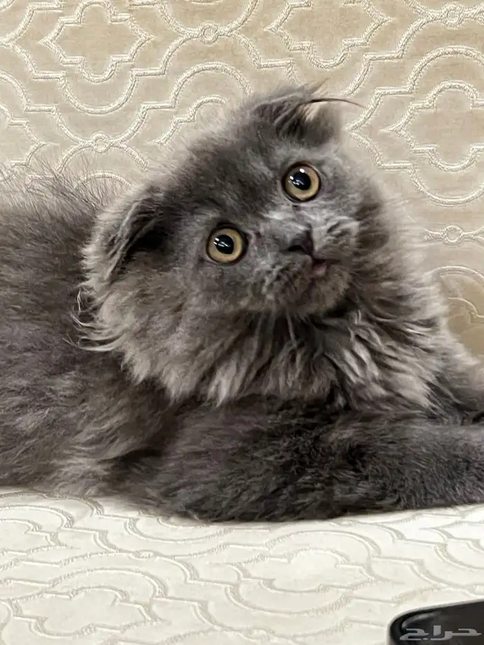 سكوتش فولد لونق هير 0