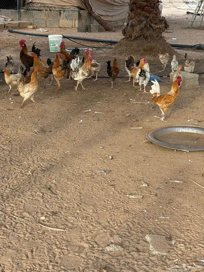 دجاج بلدي بياض 2