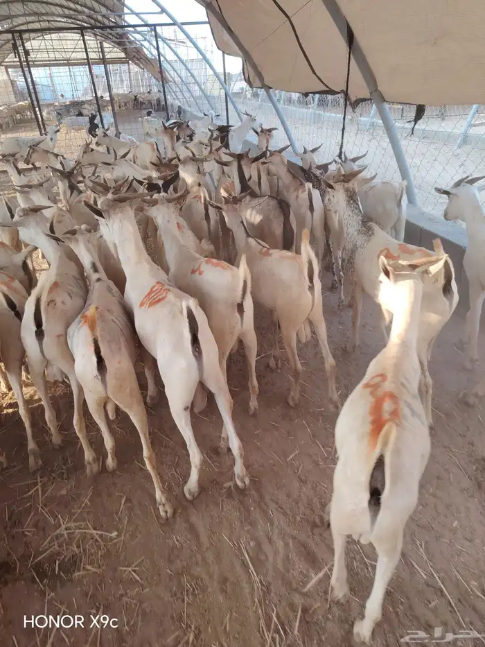 تيوس صومالية جملة وتفريد باسعار طيبة 0