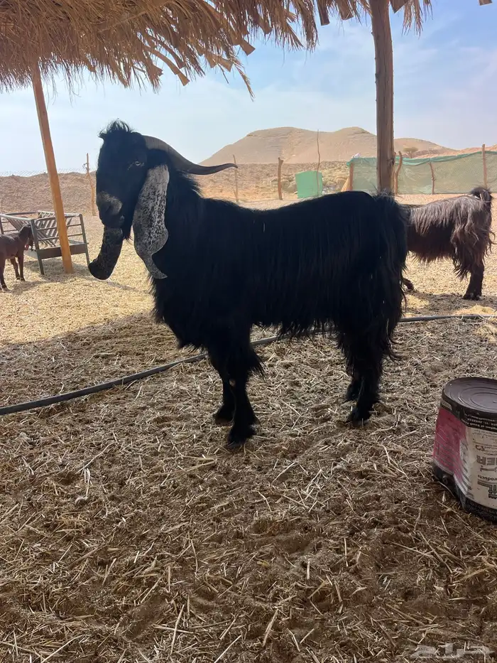 تيس فحل عارضي رباع 2