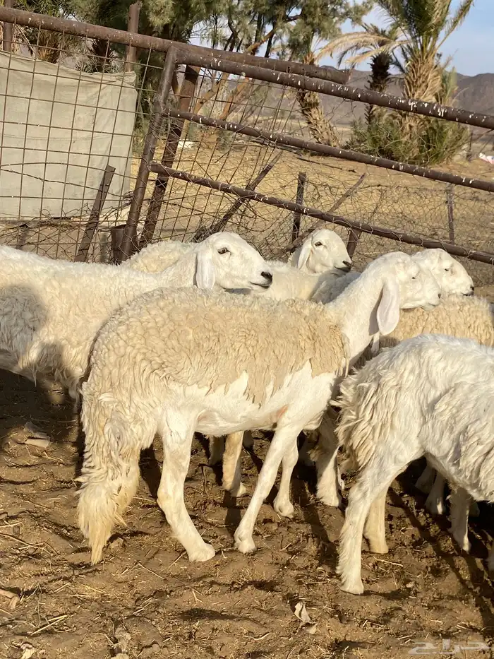 رخال حريات صنف الصنف دفيع 5