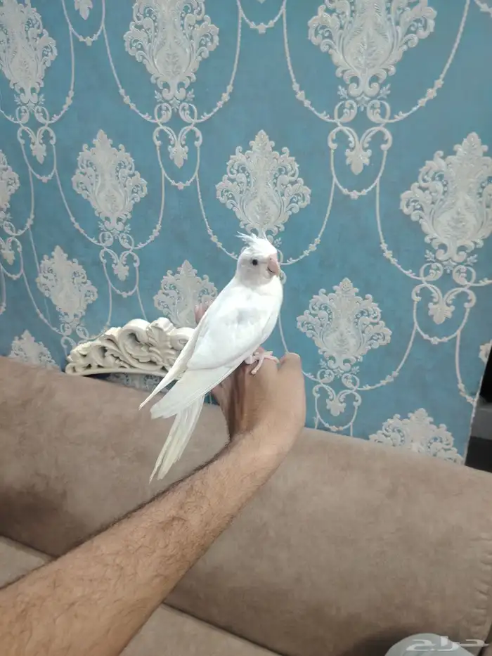 كروان البينو اليف هدد نشبه 1