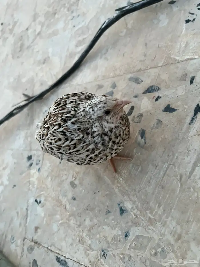 حمامه بكستانية و سمان للبيع النوع أنثى الاثنين 3