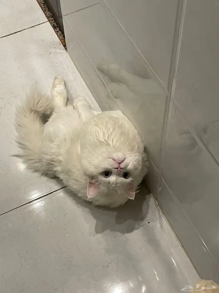 قط ذكر للتزاوج فقط 1