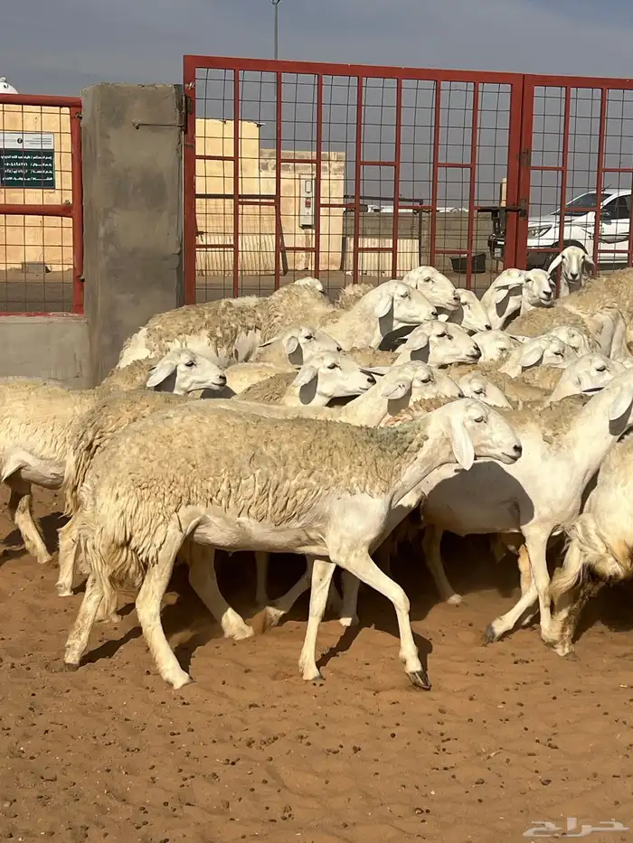 حريات صنف الصنف مراح متعوب عليه 34