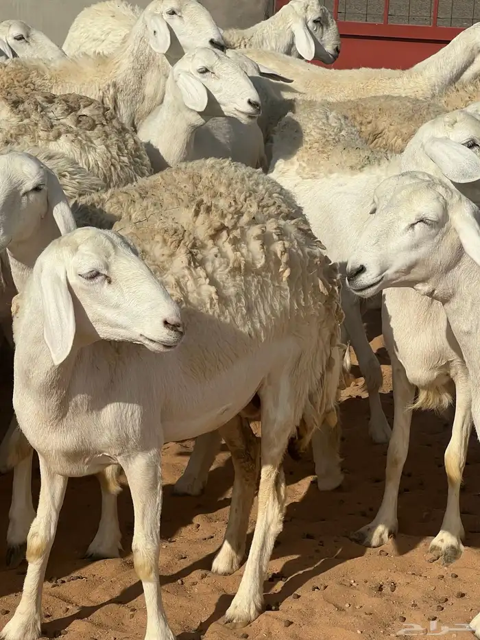 حريات صنف الصنف مراح متعوب عليه 20