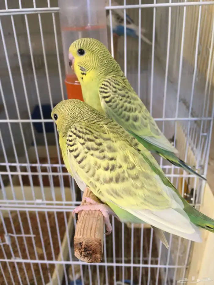 زوج بادجي دمكس انجليزي مع 4 فروخ الانثى بلاك وينج 8