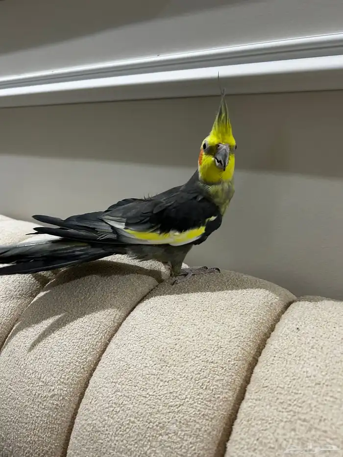 زوج كروان الانثى فراشه زي ماتشوفون و ذكر اليفه 0