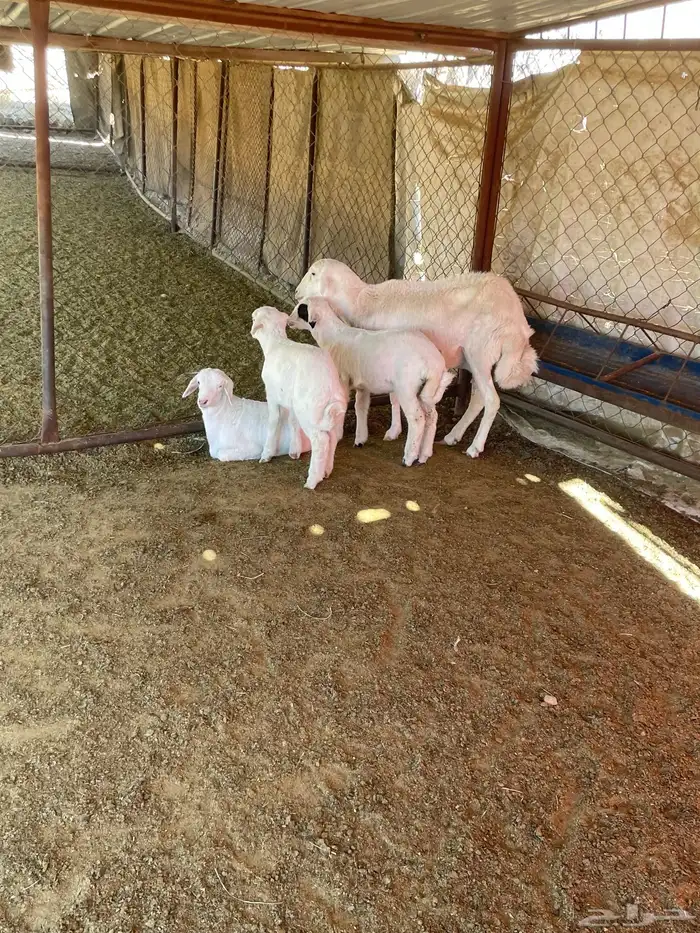 شاه عليها ثلاثة 8